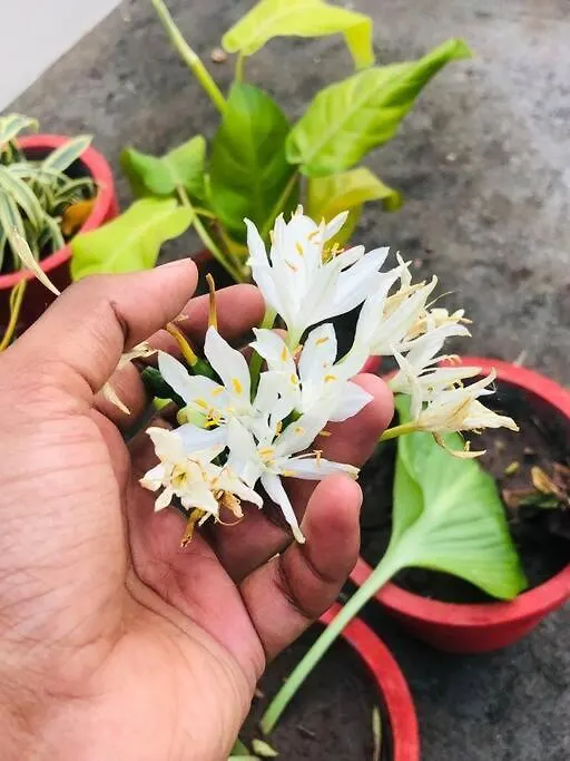 Neermathalam, A Traditional Kerala Tharavadu Palakkad 0*,